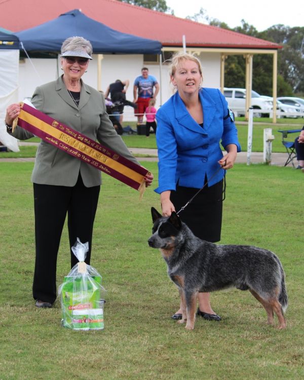 Willowpark Australian Cattle Dogs