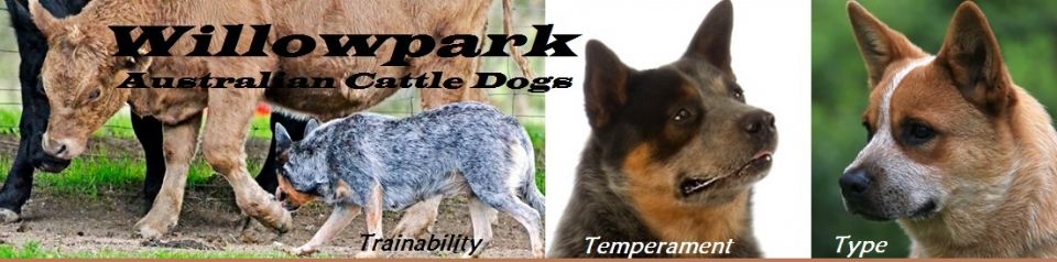 Willowpark Australian Cattle Dogs